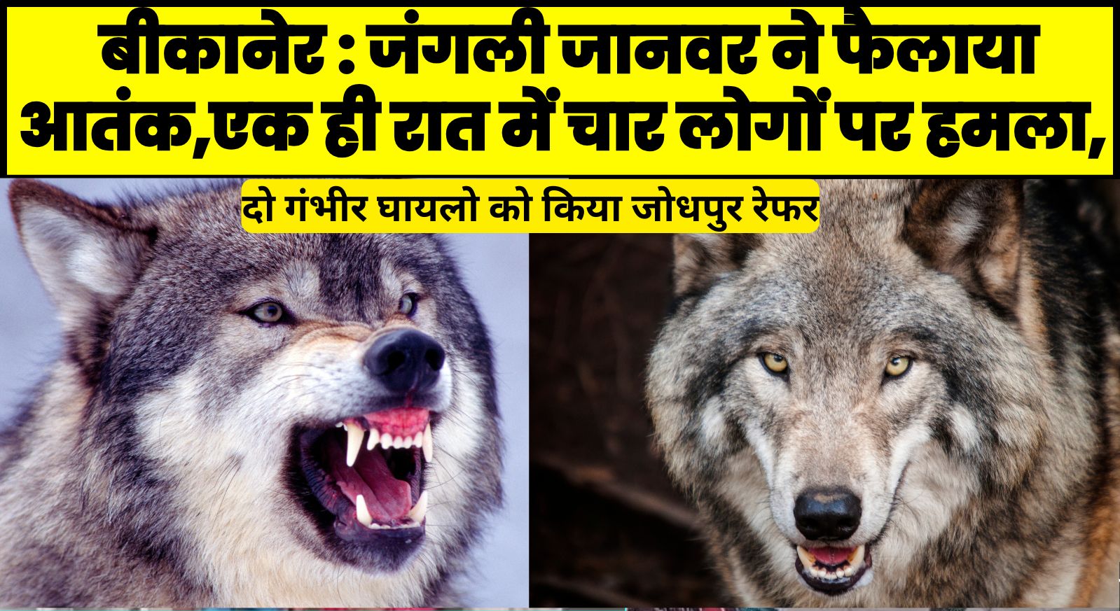 बीकानेर : जंगली जानवर ने फैलाया आतंक,एक ही रात में चार लोगों पर हमला, दो गंभीर घायलो को किया जोधपुर रेफर
